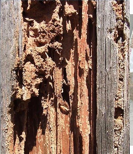 Structural timber hollowed out from the inside by termites